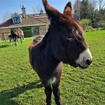Deerpark Stables Appartement Highstreet