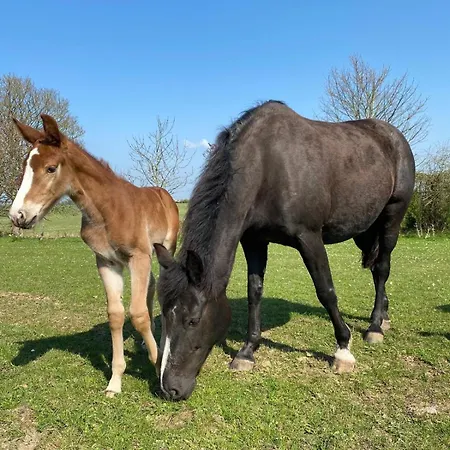 شقة Deerpark Stables *