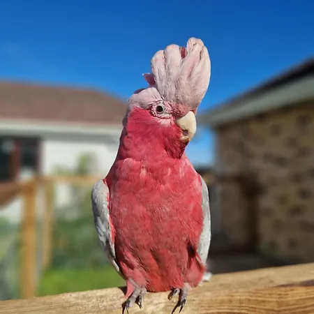 Deerpark Stables Highstreet