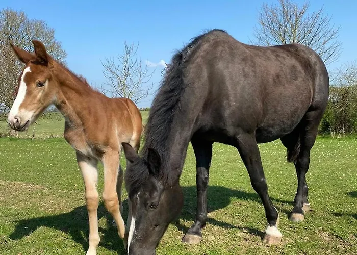 Apartament Deerpark Stables *