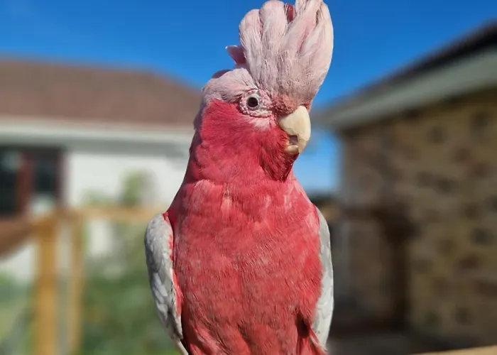 Deerpark Stables Highstreet